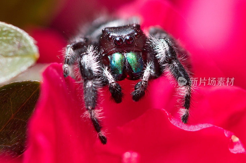 勇敢的跳蛛(Phidippus Audax)